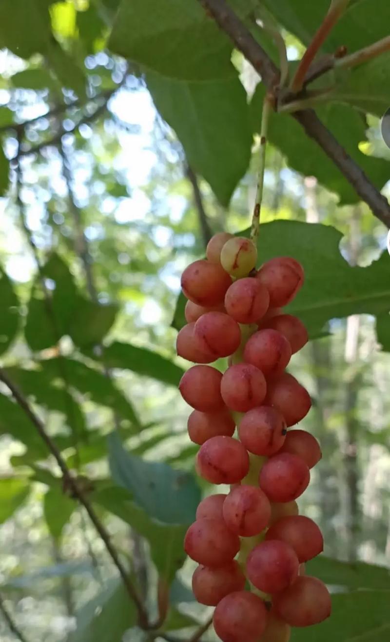 来自深山老林的山货,野生葡萄.分享美味#五味子#食用农产品#